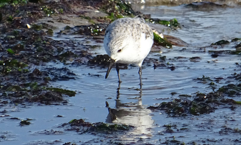 Calidris alba (Piovanello tridattico) - Scolopacidae